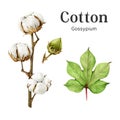 Cotton plant stem, leaf, bud, boll watercolor illustration set. Hand drawn organic cotton element collection