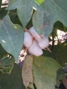 Cotton plant in texas