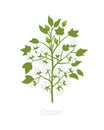 Cotton plant. Vector illustration. Gossypium from which cotton is harvested. On white background