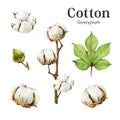Cotton plant watercolor illustration set. Hand drawn organic cotton bud, boll, leaf stem element. Agriculture gossypium