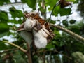 The cotton plant with white fluffy cotton ready for harvest surrounded with green leaves