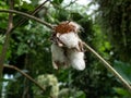 The cotton plant with white fluffy cotton ready for harvest surrounded with green leaves