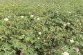 Cotton plantation in flower Royalty Free Stock Photo