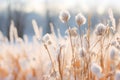 cotton plants in a field with snow on the ground