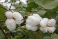 Cotton plants with mature bolls are ready for harvest, organic cotton with green leaves.