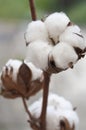 Cotton Royalty Free Stock Photo