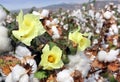 Cotton ready for harvesting Royalty Free Stock Photo