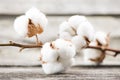 Cotton Royalty Free Stock Photo