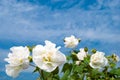 Cotton rosemallow Royalty Free Stock Photo