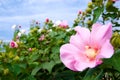 Cotton rosemallow Royalty Free Stock Photo