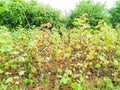 Cotton seed field in my village Royalty Free Stock Photo