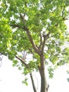 COTTON SILK TREE /CEIBA PENTANDRA/BOMBAX CEIBA