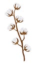 Cotton branche with cotton bolls, plant - Gossypium - flower