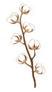 Cotton branche with cotton bolls, plant - Gossypium - flower