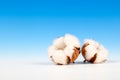 Cotton soft plant Royalty Free Stock Photo