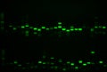 Cotton SSR Genotyping through gel electrophoresis