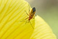 Cotton Stainer Bug on the petals of yellow flowers Royalty Free Stock Photo