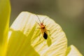 Cotton Stainer Bug on the petals of yellow flowers Royalty Free Stock Photo