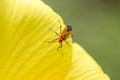 Cotton Stainer Bug on the petals of yellow flowers Royalty Free Stock Photo