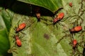 Cotton Stainer Royalty Free Stock Photo