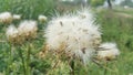 Cotton stock image. Cotton plant image. A plant of cotton.