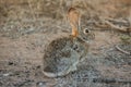 Cotton tail rabbit Royalty Free Stock Photo