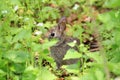 Cotton-tail Rabbit Royalty Free Stock Photo
