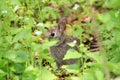 Cotton-tail Rabbit