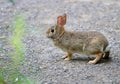 Cotton-tail Rabbit on gravel path