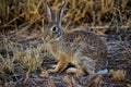 Cotton tail rabbit out for dinner the new mexico desert