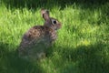 Cotton Tail Rabbit Sitting in the Shade Royalty Free Stock Photo