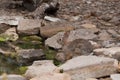 Cotton tail rabbit