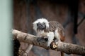 Cotton tamarin (Saguinus oedipus) sits on a tree branch Royalty Free Stock Photo