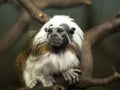 Cotton Tamarin or White Head Marmoset