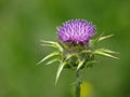 Cotton Thistle Flower Royalty Free Stock Photo