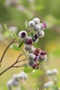 Cotton Thistle plant in a forest grassy meadow