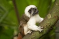 Cotton top Tamarin Royalty Free Stock Photo