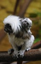 Cotton-top Tamarin Royalty Free Stock Photo