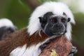 Cotton-top Tamarin Royalty Free Stock Photo