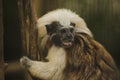 Cotton-top Tamarin