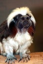 Cotton-Top Tamarin Royalty Free Stock Photo