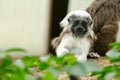 Cotton-Top Tamarin baby