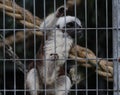 Cotton-top tamarin Royalty Free Stock Photo