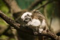 Cotton-top tamarin