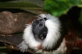 Cotton top tamarin lookin up Royalty Free Stock Photo