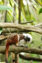 Cotton top tamarin monkey Royalty Free Stock Photo