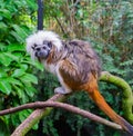 Cotton top tamarin monkey a rare and critically endangered tropical animal species from colombia Royalty Free Stock Photo