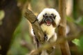 Cotton Top Tamarin Monkey, Saguinus oedipus, with open mouth, sitting