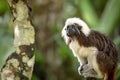 Cotton Top Tamarin Monkey, Saguinus oedipus, sitting in natural environment