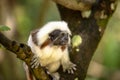 Cotton Top Tamarin Monkey, Saguinus oedipus, sitting on a tree branch Royalty Free Stock Photo